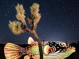 Joshua Tree 029